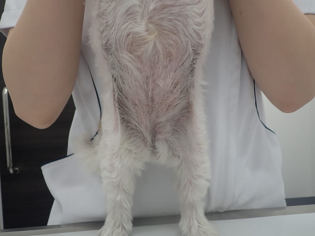 マラセチア皮膚炎治療後